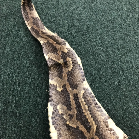 Authentic Burmese Python Pelt approx 10.5’ - Picture 3 of 3